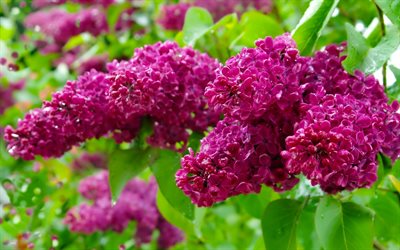 ライラック, 春, 紫色の花, ライラック支店