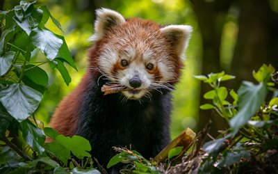 red panda, wildlife, forest, panda on tree, cute animals, Ailurus fulgens, mammals