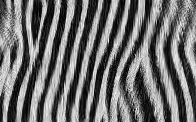 zebra derisi, makro, zebra arka planları, zebra kürkü, zebra derisi dokuları, kürk dokuları
