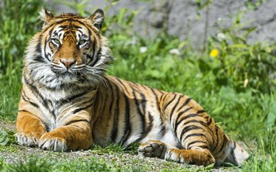 सुमात्रा टाइगर, 4k, शिकारियों, tigerd, वन्य जीवन