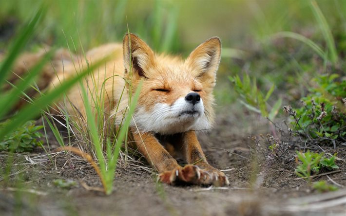 fox, wildlife, grass, predators