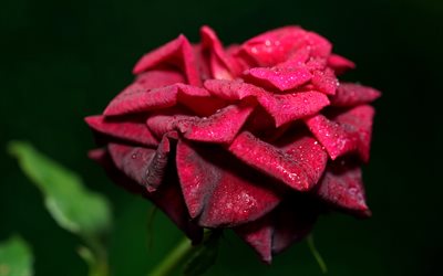 4k, rote rose, tau, makro, rote blumen, rosen, bokeh, schöne blumen, bild mit roter rose, hintergründe mit rosen, nahaufnahme, rote knospen