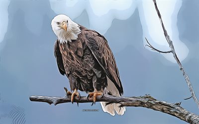 대머리 독수리, 4k, 벡터 아트, 나뭇가지에 독수리, 북아메리카, 맹금류, 새 그림, 미국, 대머리 독수리 그림