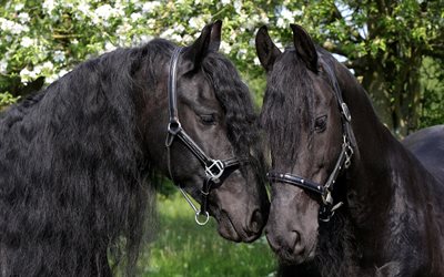 cavalos pretos, primavera, dois