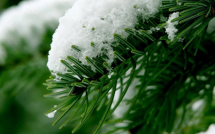 spruce branch, snow, winter, forest