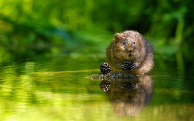 le lac, blackberry, hamsters, rongeurs