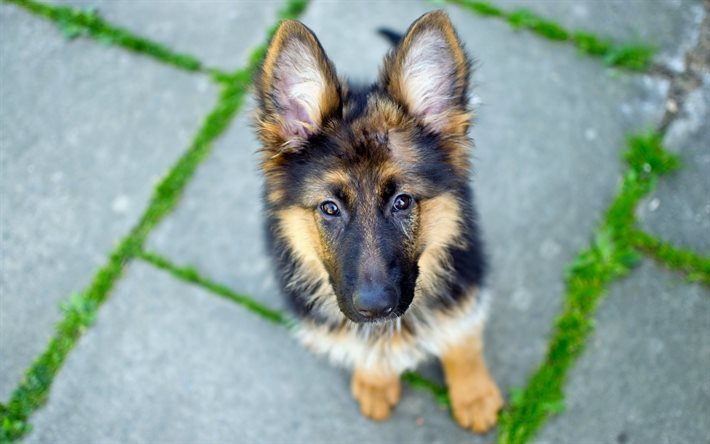 pastor alemão, cachorro, orelhas