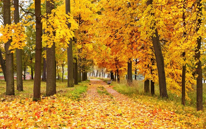 outono, floresta, parque, trilha