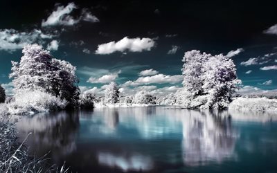 the lake, frost, winter, lake, this winter, trees