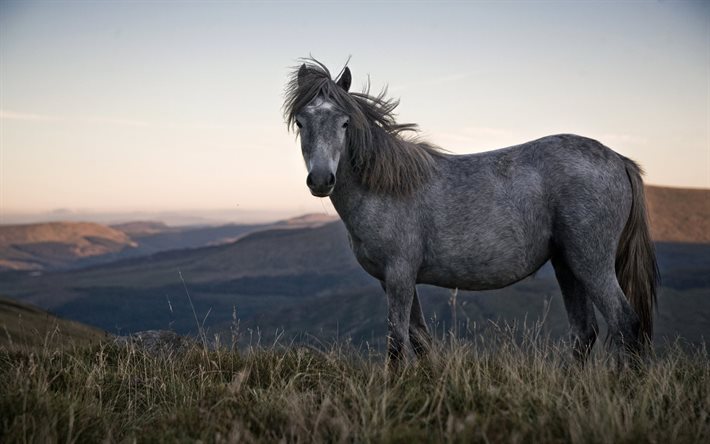 gris, caballo, montañas