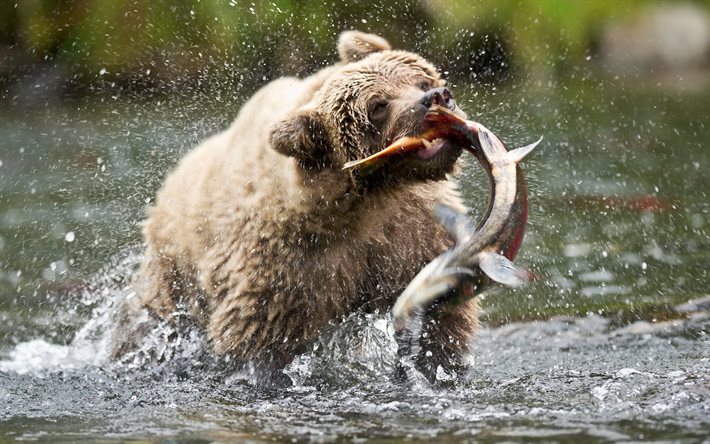 flod, spray, lax, fiske, björn, alaska