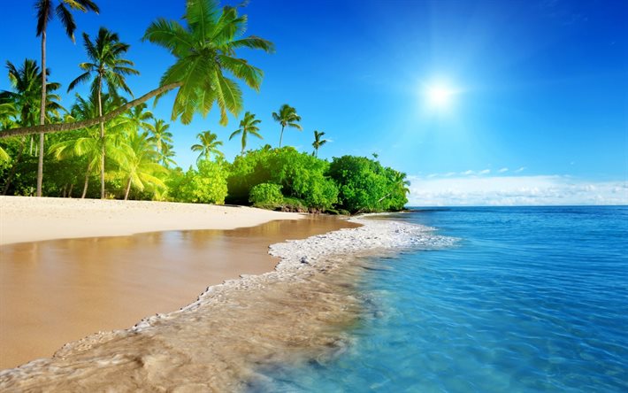 tropikerna, stranden, solen, havet, palmer