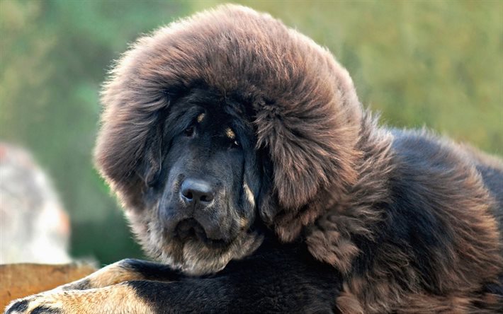 hund, tibetansk mastiff