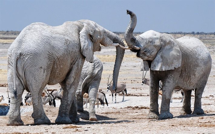 norsut, antiloopit, afrikka