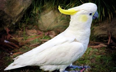 kakadu, papagei, weiß, cockatoo