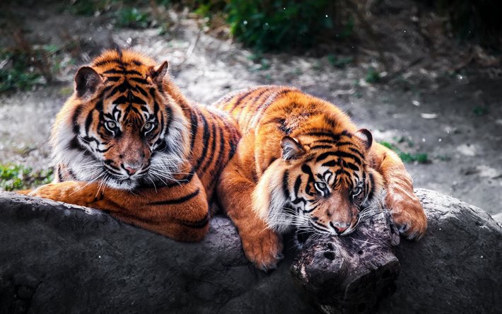 jardim zoológico, pedra, tigres, predadores, gatos selvagens