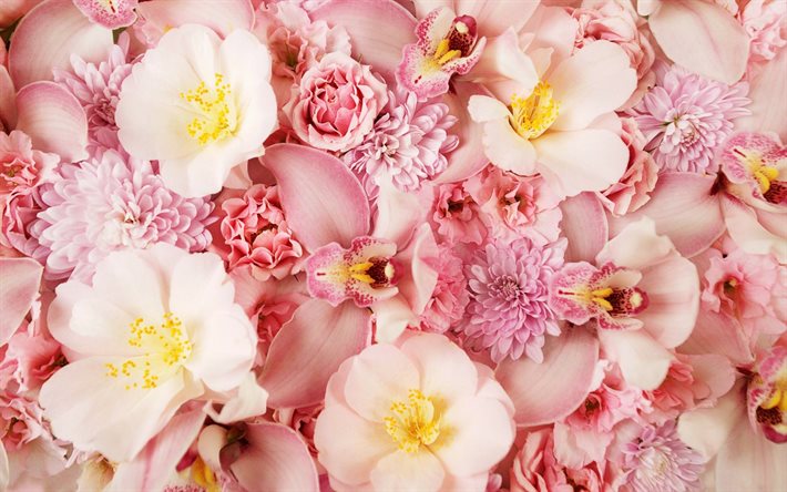 las orquídeas, orquídeas, flores de color rosa