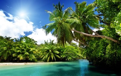 las palmeras, el canal, la trópicos, el verano, la playa
