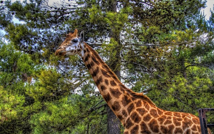 girafa camelopardalis, girafa, jardim zoológico, hdr