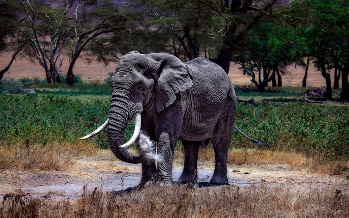 elefant, savann
