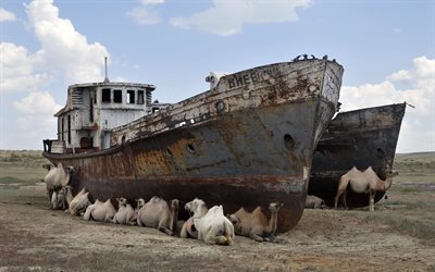 camels, abandoned boats