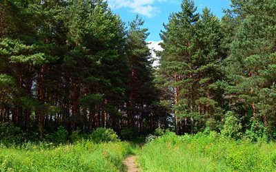 foresta, sentiero, pino, yaroslavl, russia