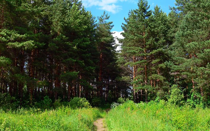 skog, spår, tall, yaroslavl, ryssland
