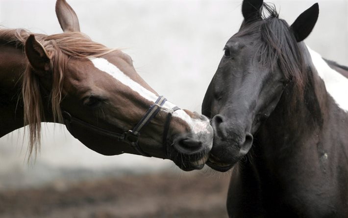 kiss, horses, animals