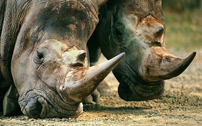 les rhinocéros, les rhinocerotidae, rhino