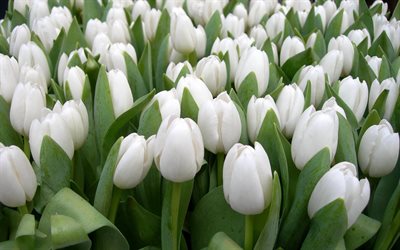 white tulips, flowers, field
