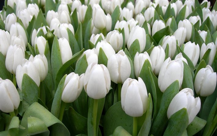 tulipas brancas, flores, campo