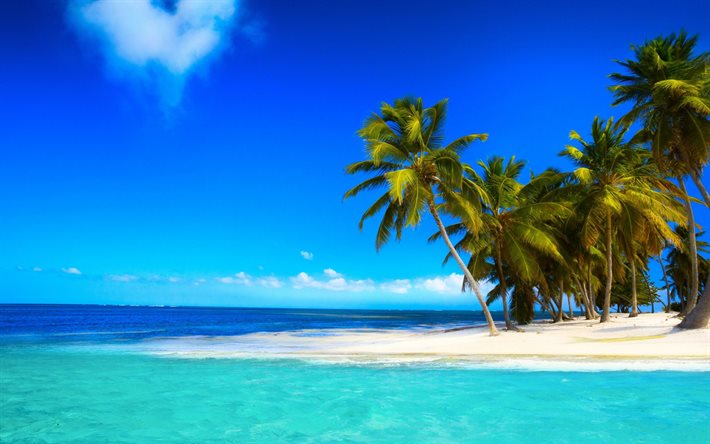 palm, the beach, sea, palm trees, beach