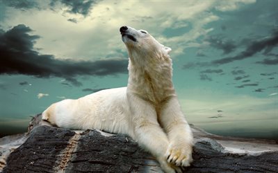 la pietra, il cielo, l'orso polare (ursus maritimus