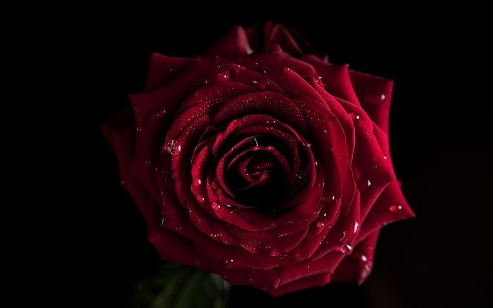 black background, red rose, bud, drops