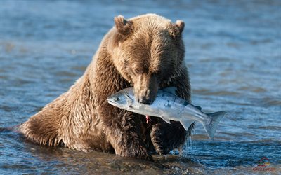 fishing, river, catch, bear, mining, salmon