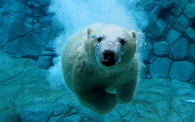 sotto l'acqua, l'orso polare, il muso