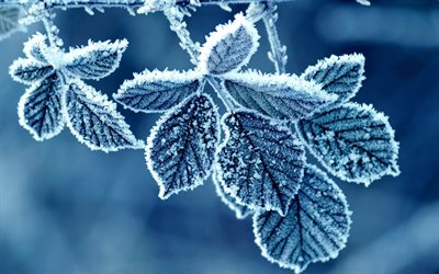 blätter -, zweig -, frost, winter