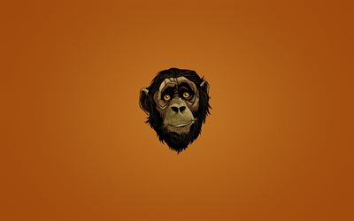 la scimmia, il muso, il minimalismo