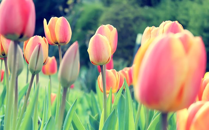 buds, tulips, field