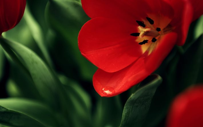 fleur de pavot rouge, macro
