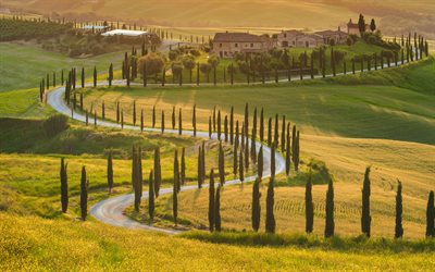 italy, tuscany, olive trees, road
