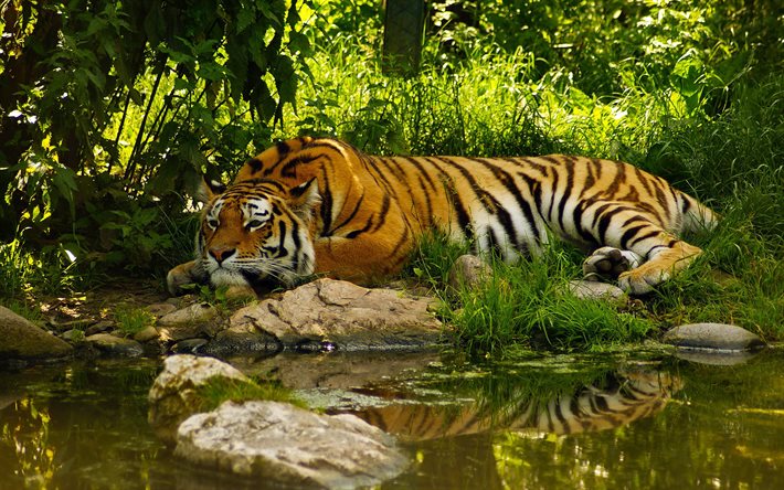tigre, jardim zoológico, paz