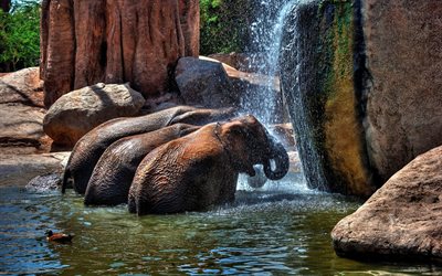 pia, jardim zoológico, elefantes, água