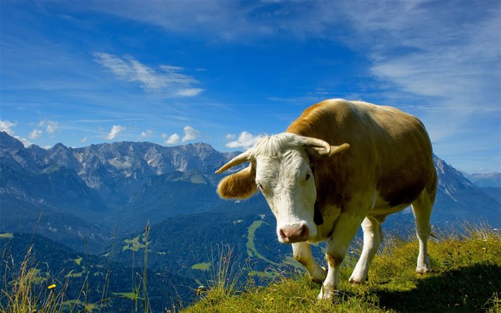 mountains, cow, summer