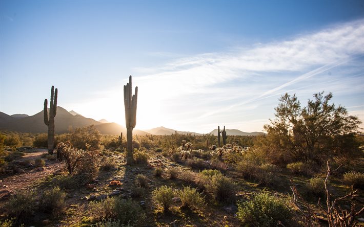 scottsdale, arizona, ABD, kaktüsler, çöl, sottsdale, usa