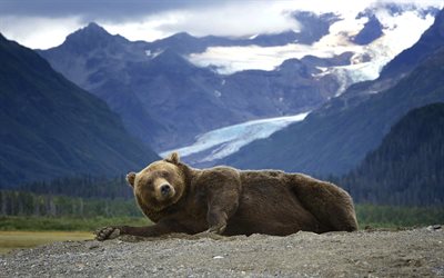 montañas, un oso grizzly