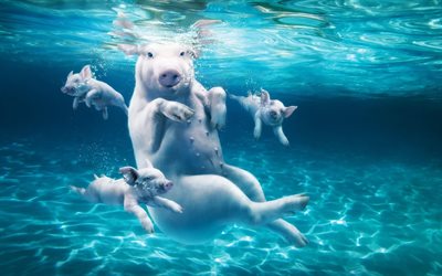 les porcs, les sous l'eau