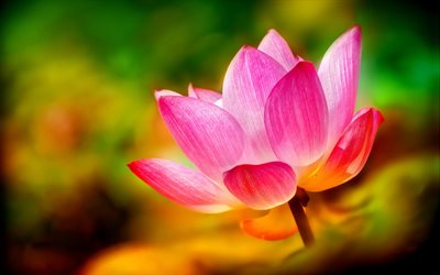 flor de loto, flores, flor, macro