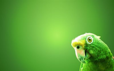 perroquet vert, oiseau