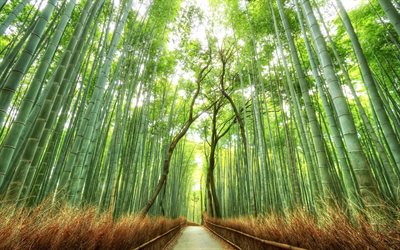 japani, bambumetsä, polku